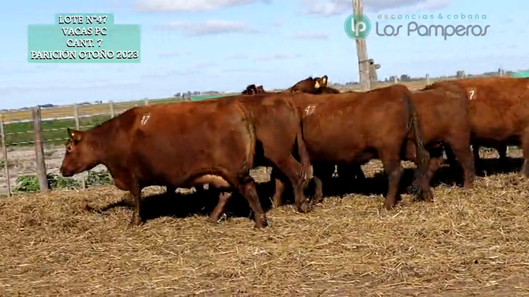 Lote VAQUILLONAS PC 15 MESES - PREÑADAS - PARICION OTOÑO 23