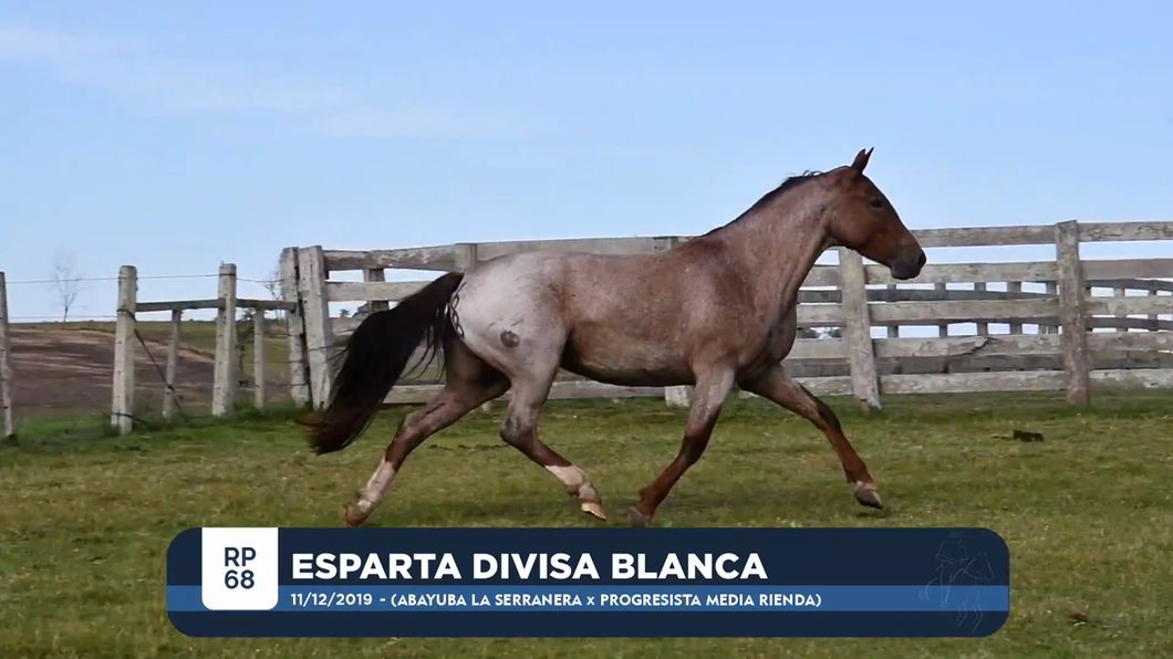 Lote ESPARTA DIVISA BLANCA