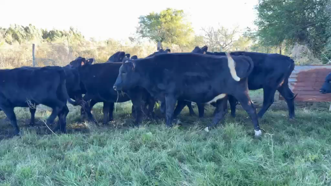 Lote VAQUILLONAS 1 a 2 AÑOS