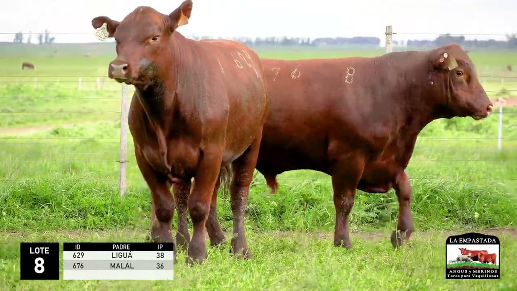 Lote 2 Toros Red Angus a remate en La Empastada - Hotel Santa Cristina, Durazno