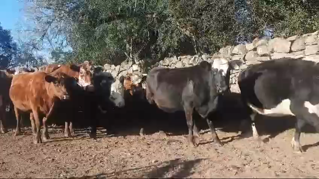 Lote 34 Vacas preñadas