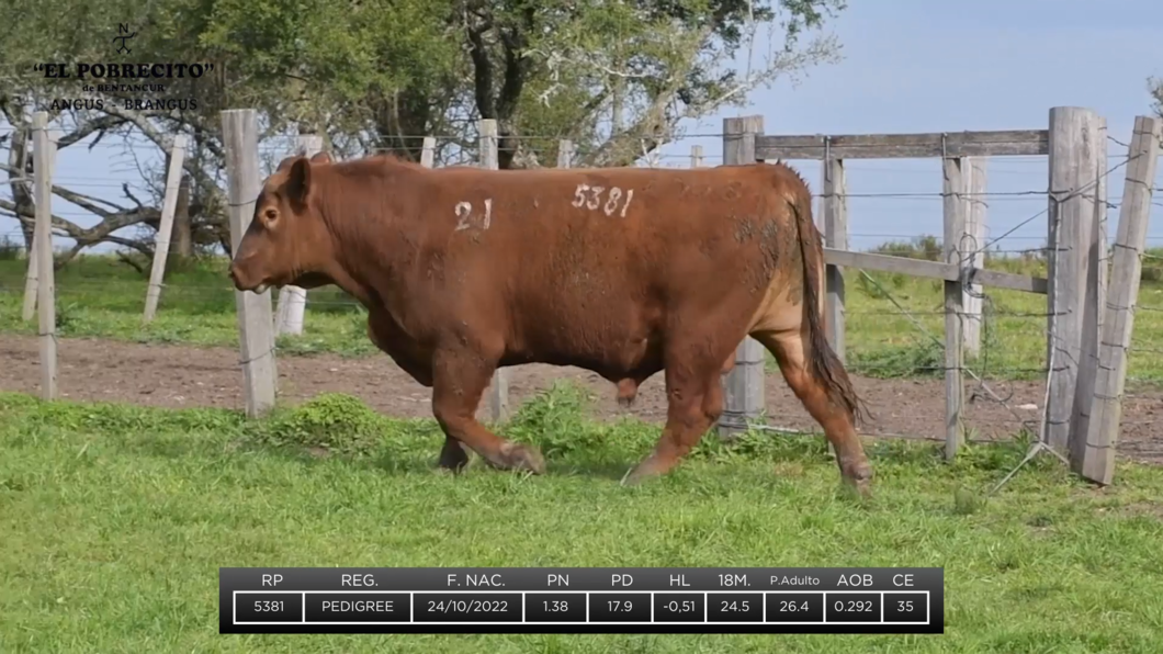 Lote 2 Toros Angus a remate en El Pobrecito, Durazno