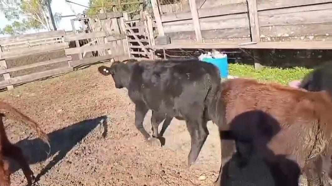 Lote TERNERAS