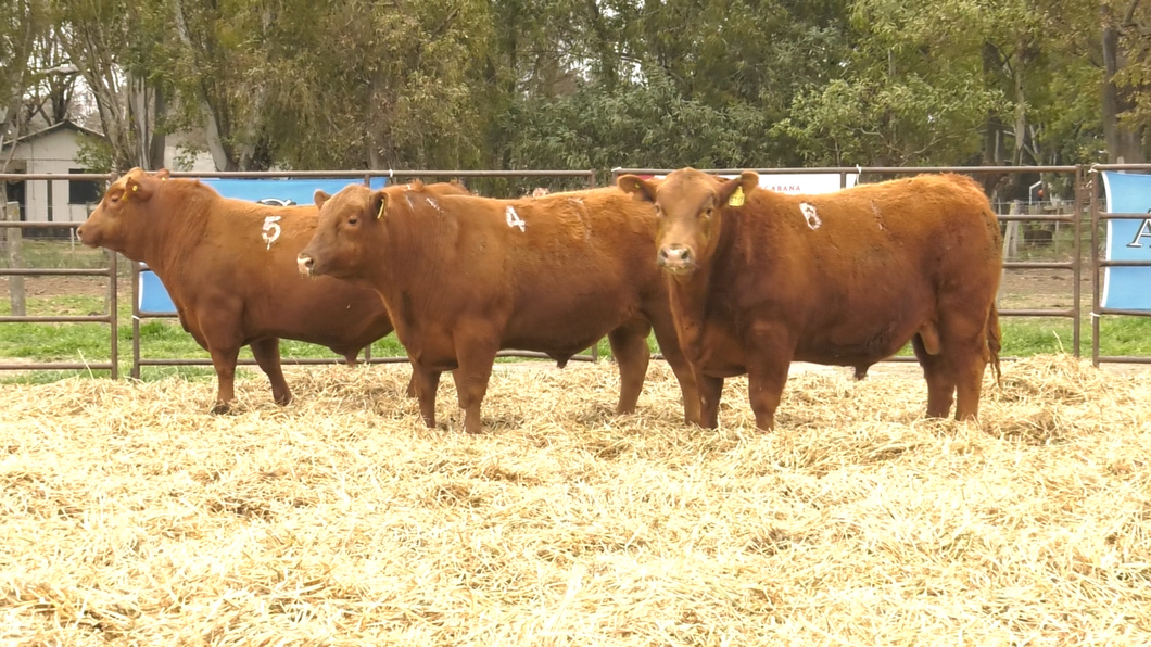 Lote TOROS ANGUS COLORADOS PC