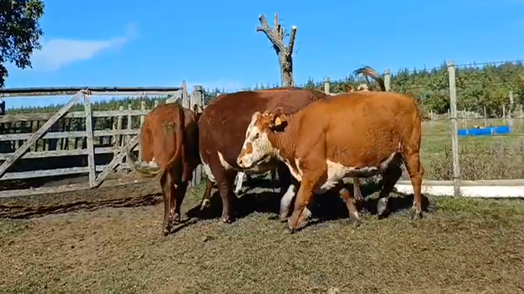 Lote 6 Vaca HEREFORD a remate en #44 Pantalla Carmelo 490kg -  en PUNTAS DEL PERDIDO