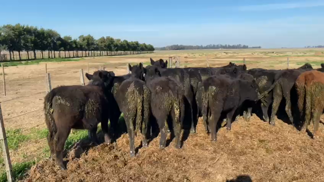 Lote 22 Terneras en Lobos, Buenos Aires