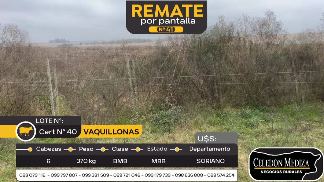 Lote 6 Vaquillonas  en Soriano