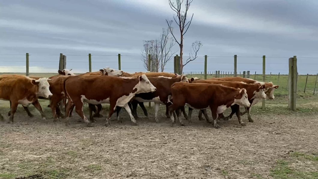 Lote 57 Vacas de Invernada en Costas de Ayala, Treinta y Tres