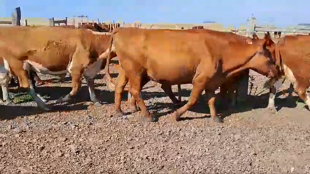 Lote 7 Vacas de Invernada 7 HE a remate en 1° Remate Virtual BALTASAR BRUM 485kg -  en BALTASAR BRUM. 110 KM DE SALTO