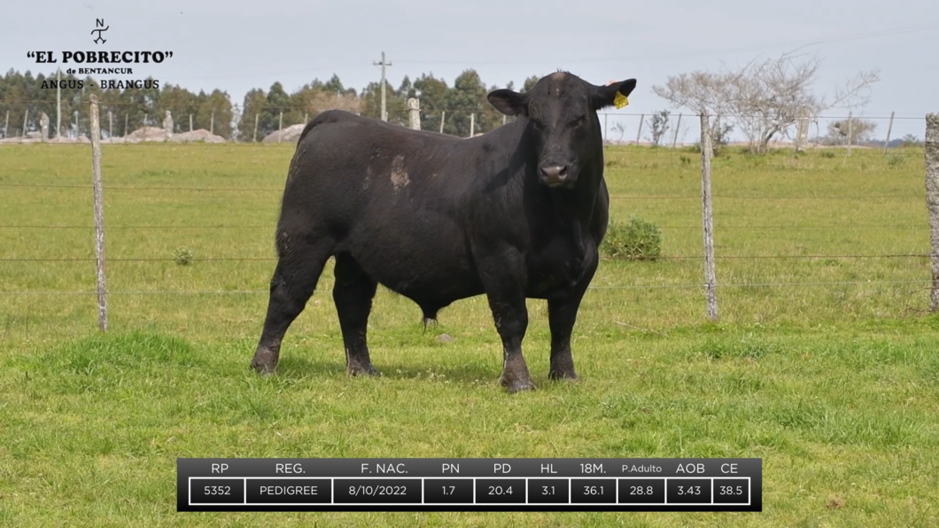 Lote 2 Toros Angus a remate en El Pobrecito, Durazno