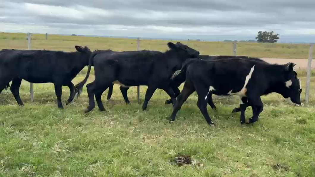 Lote TERNERAS