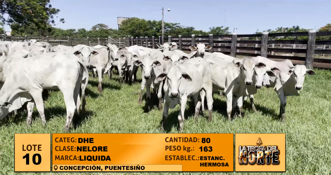 Lote Lote 10
