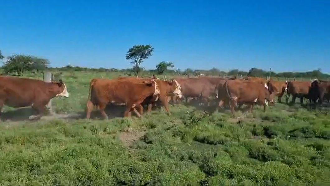 Lote 82 Vacas nuevas C/ gtia de preñez