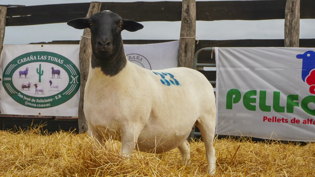 Lote DORPER HEMBRA