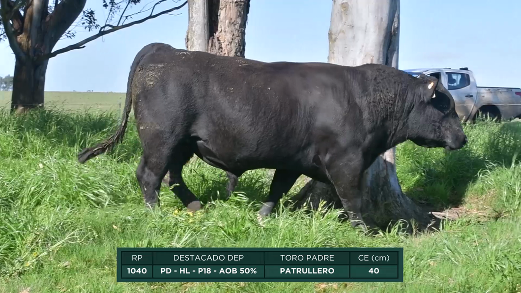 Lote Toros a remate en 16º Remate Anual La Campana de Ardao, Treinta y Tres