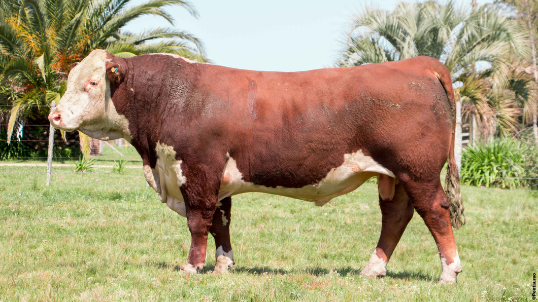 Lote Toros 1338 1350 1382