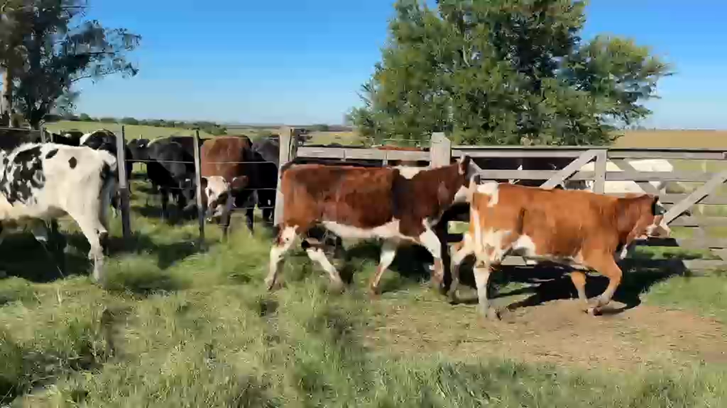 Lote TERNERAS