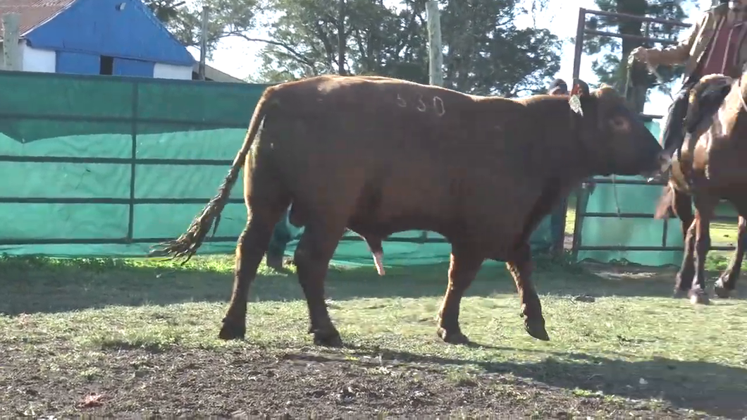 Lote Toros a remate en TOROS PARA VAQUILLONAS en Cabaña La Empastada