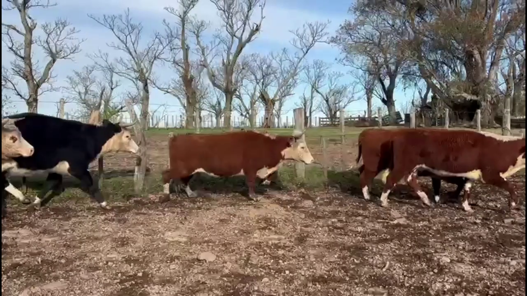 Lote VACAS DE INVERNADA