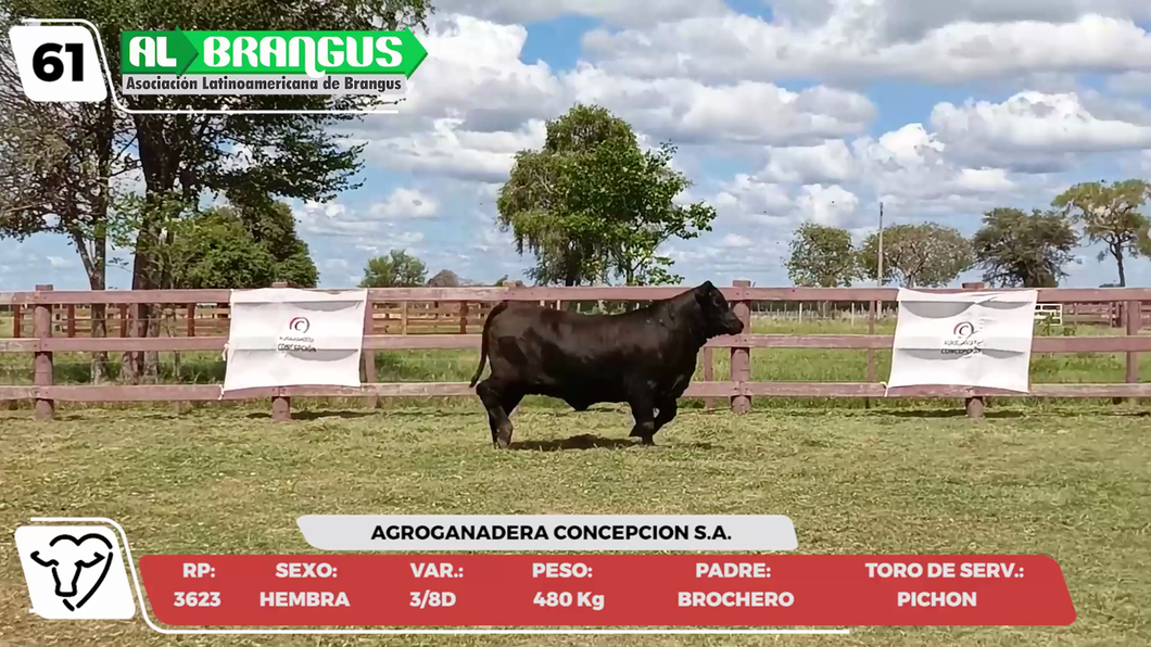 Lote LOTE 61 -CAMPO