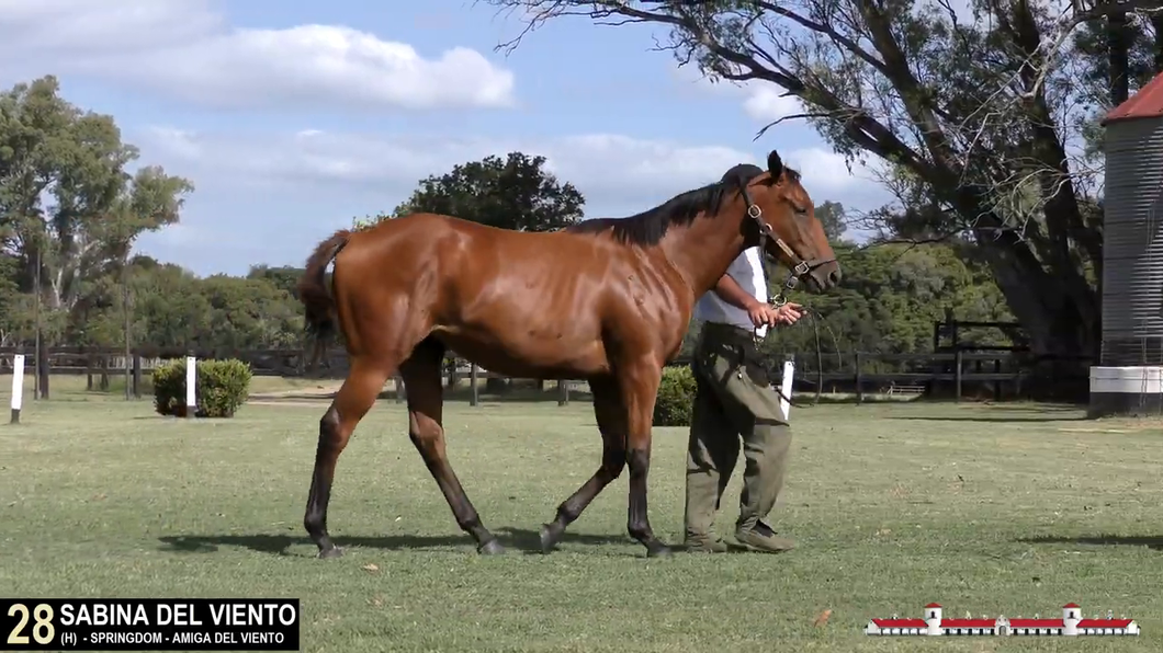 Lote SABINA DEL VIENTO