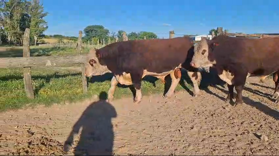 Lote 2 Toros HEREFORD a remate en 26° Remate Anual en ÑU PORA