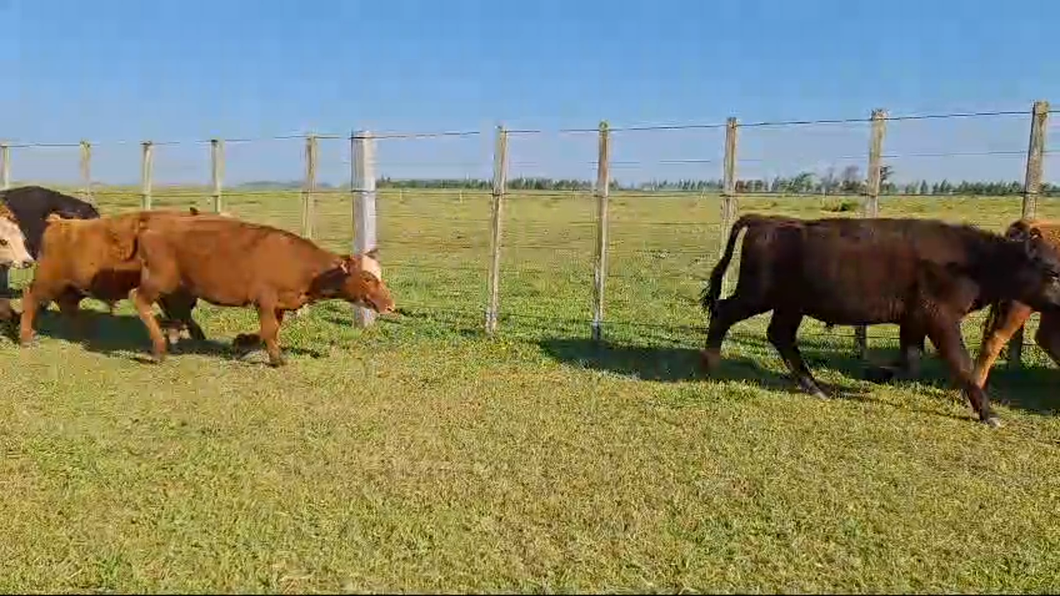 Lote 19 Terneros ANGUS Y CARETAS a remate en 26° Remate Anual 158kg -  en BALTASAR BRUM