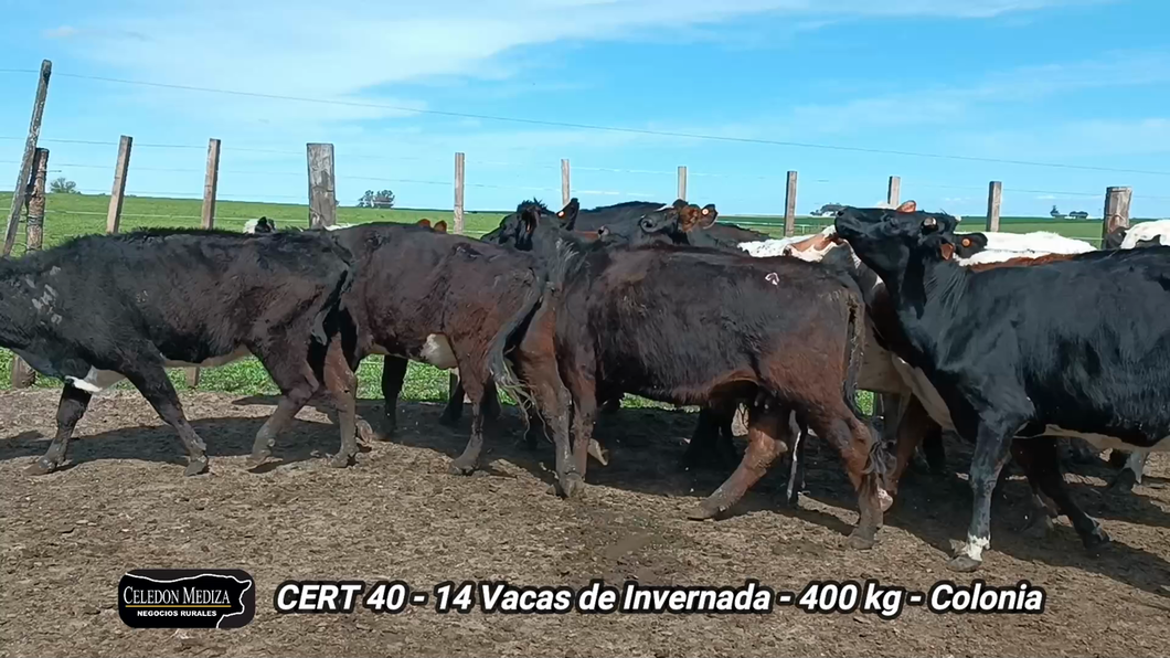 Lote 14 Vacas de Invernada en Colonia