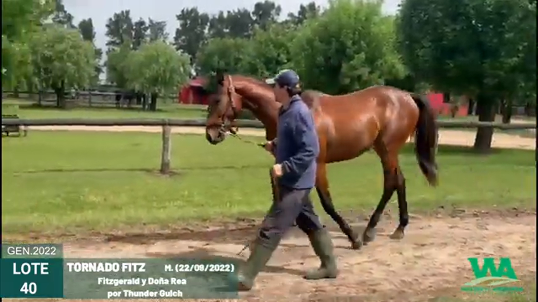 Lote TORNADO FITZ