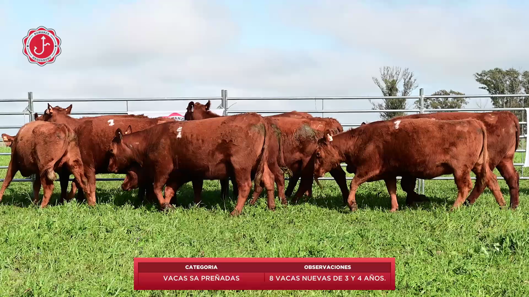 Lote 8 Vacas SA Preñadas a remate en 8º Remate Anual - Estancia Romanza 491kg - , Tacuarembó