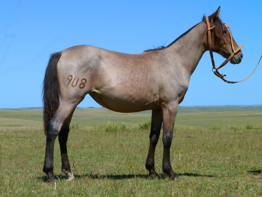 Lote Ingrata Salpay