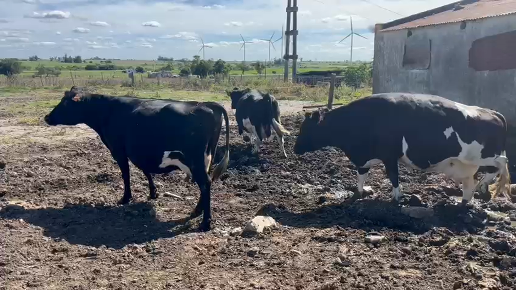 Lote 3 Vacas de Invernada Holando Kiwi a remate en Pantalla Camy en Rodriguez