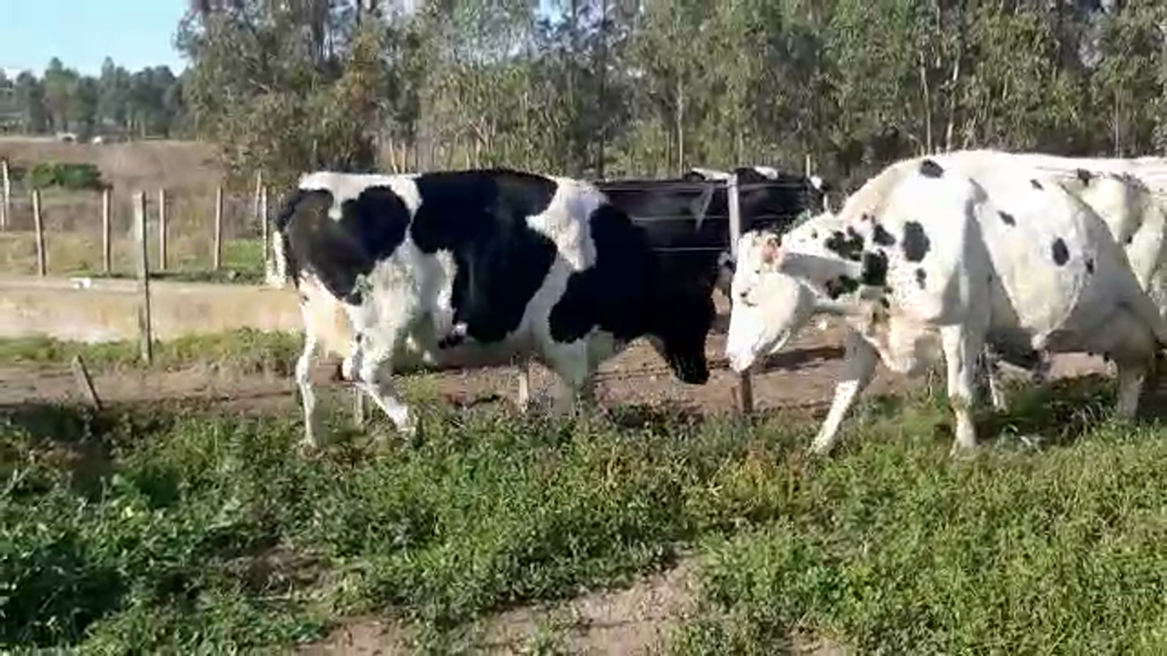 Lote (Vendido)2 Vacas de Invernada HOLANDO a remate en Pantalla Camy Mayo - Desde La Cuenca 600kg - , San José