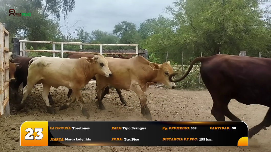 Lote Toretones
