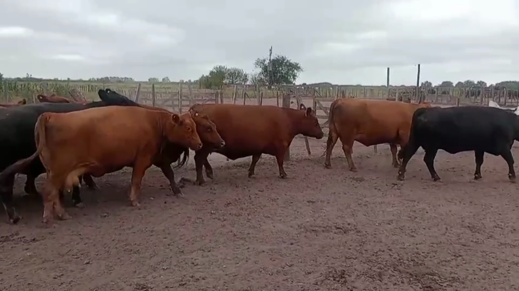 Lote 17 Vacas C/ gtia de preñez