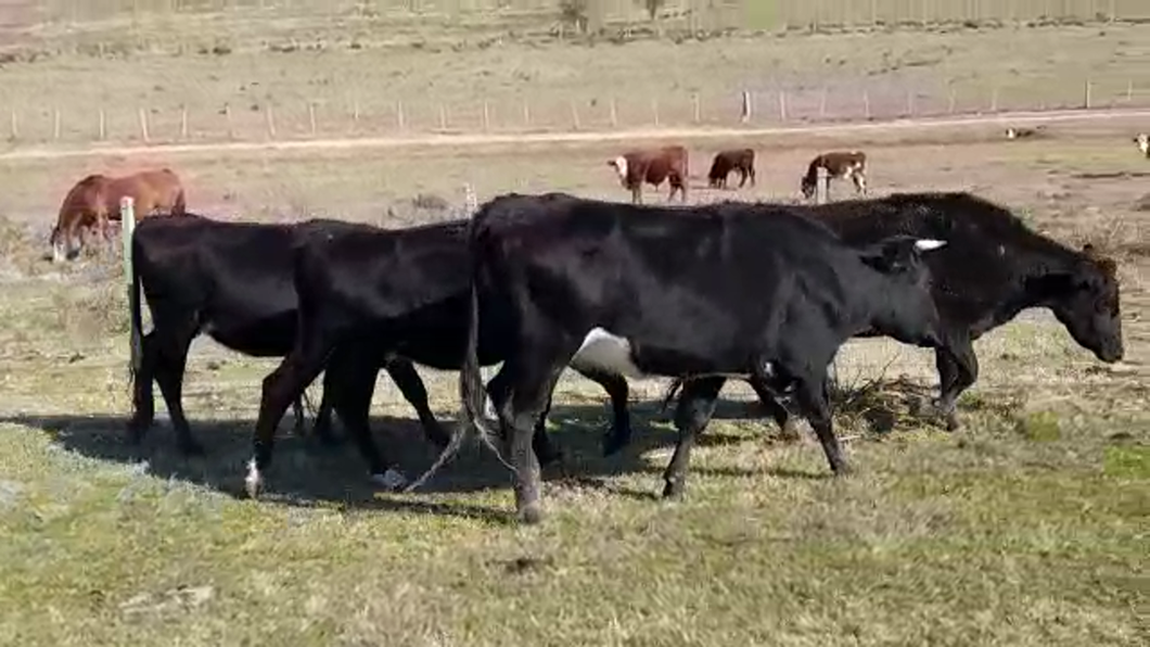 Lote (Vendido)4 Vacas de Invernada ANGUS/ HEREFORD a remate en PANTALLA FEDERICO GARLAND 390kg -  en CUCHILLA DEL PERDIDO