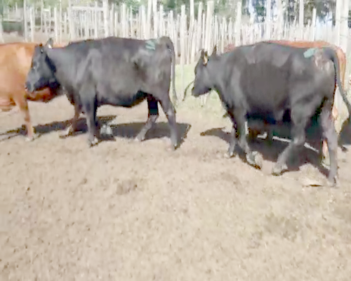 Lote 6 Vacas de Invernada ANGUS a remate en Pantalla Camy 500kg - , San José