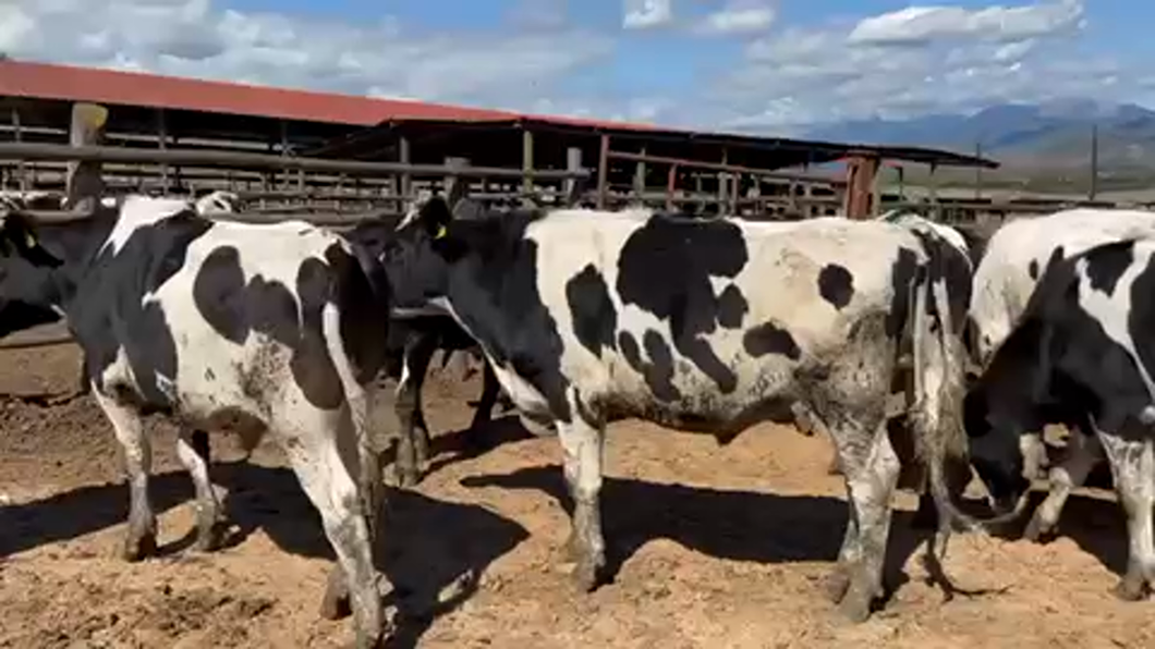 Lote 22 Novillo Gordo en Melipilla, Región Metropolitana