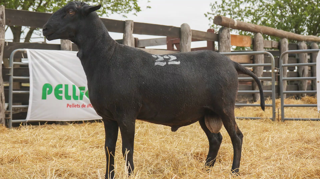 Lote SANTA INES MACHO