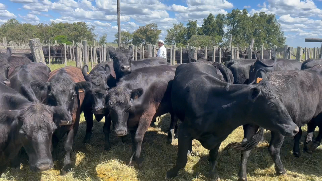 Lote 19 Vaquillonas 2 a 3 años