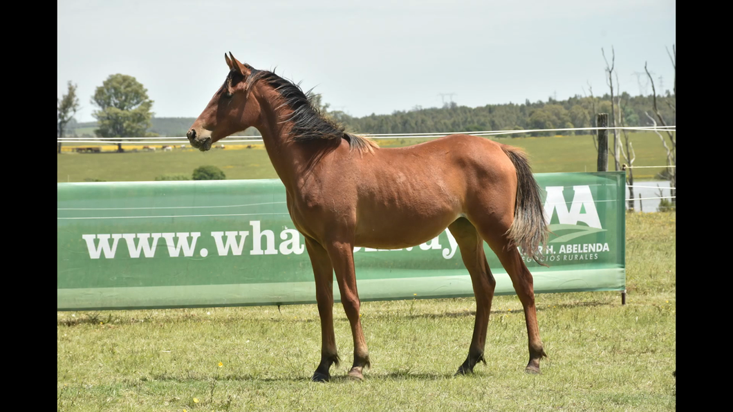 Lote ER FORTASAVIS