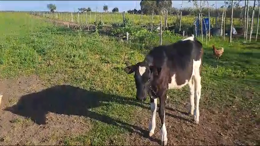 Lote 2 Terneros HOLANDO a remate en 9° Entre Martillos 160kg -  en CARRETA QUEMADA