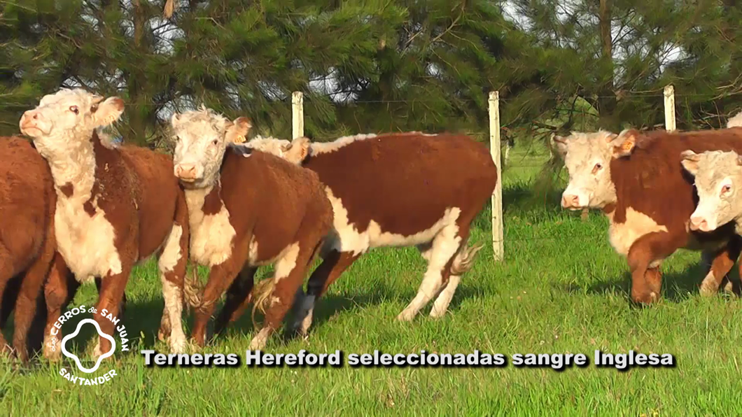 Lote 30 Terneras Hereford a remate en Los Cerros de San Juan - Santander, Artigas