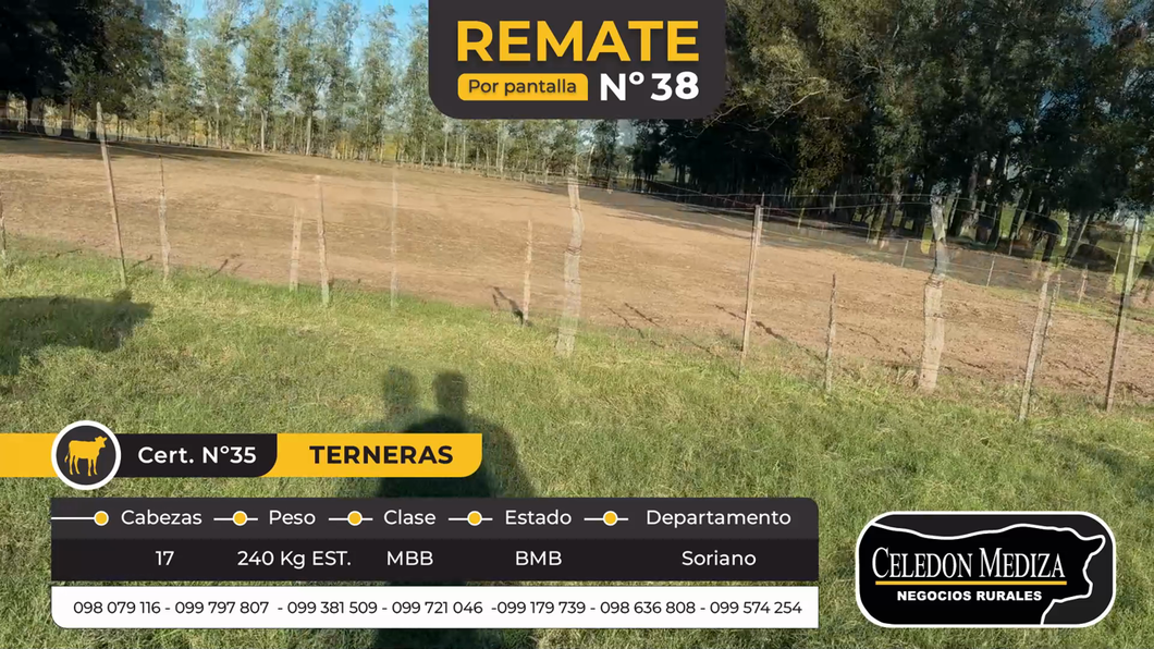 Lote 17 Terneros en Colonia