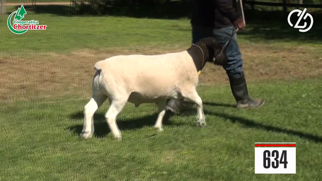 Lote Ovejas Dorper