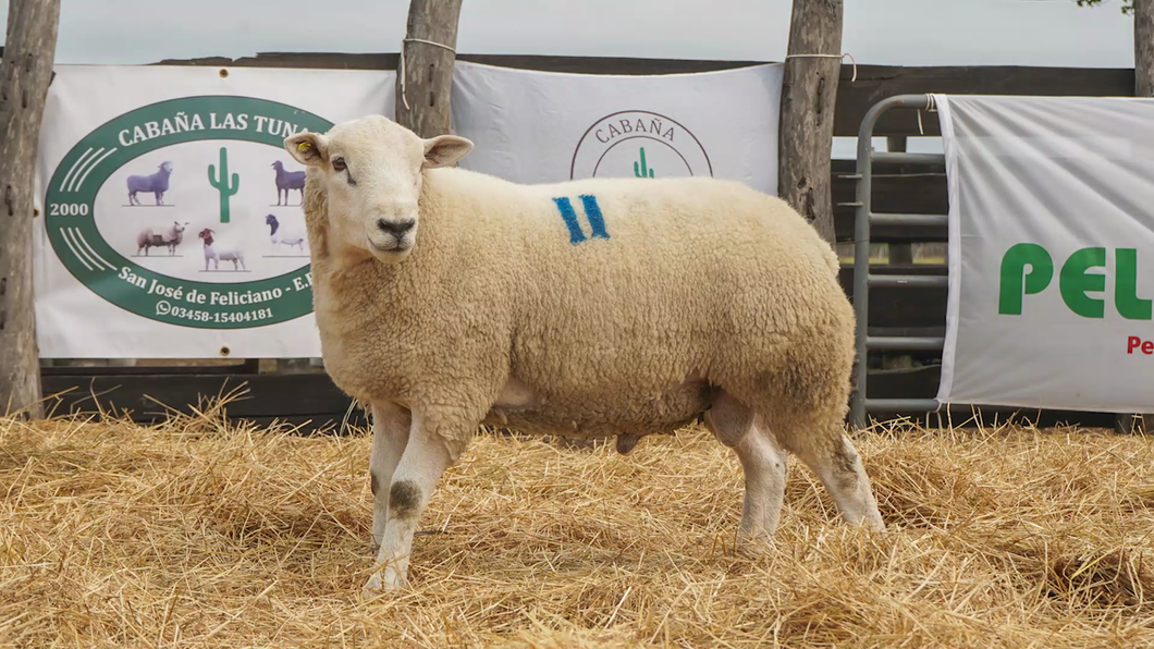 Lote TEXEL MACHO