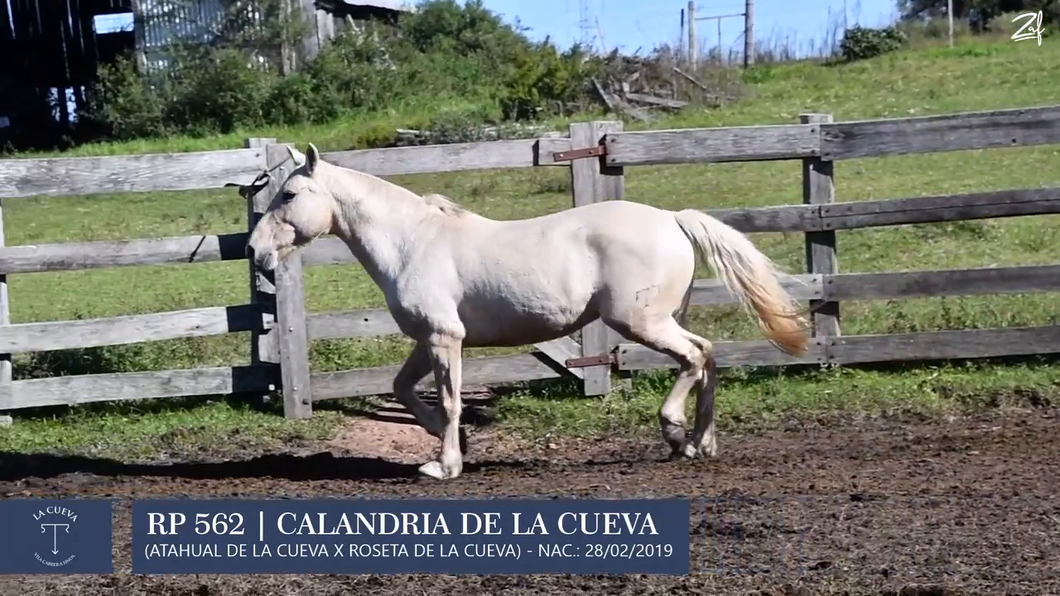 Lote Yegua de andar