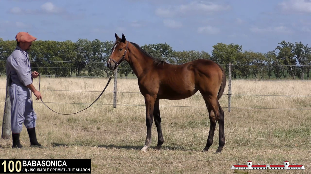 Lote BABASONICA