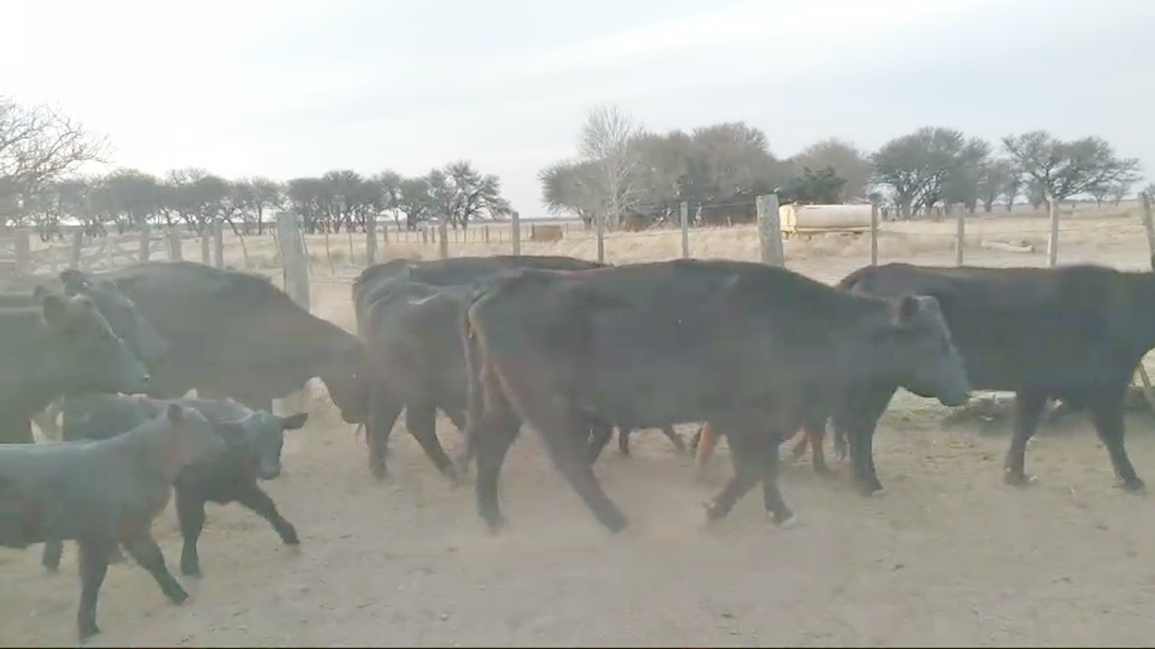 Lote 28 Vacas CUT con cría en Conhelo, La Pampa