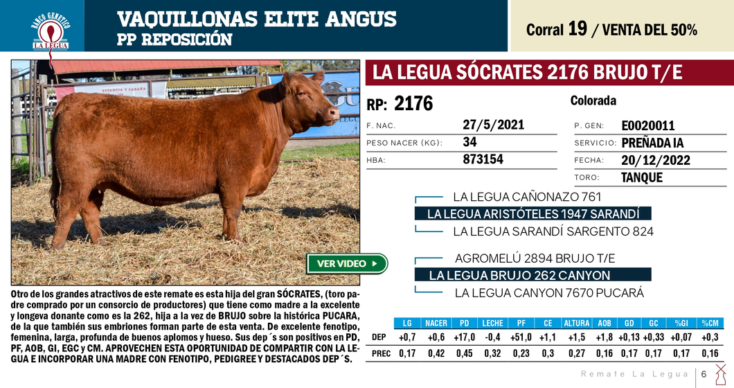 Lote VAQUILLONAS ANGUS  PP REPOSICIÓN LA LEGUA (SE VENDE EL 50%)